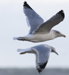 3cy argentatus in January. (80207 bytes)