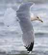 3cy argentatus in January. (80207 bytes)