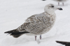 3cy argenteus in January, ringed in the Netherlands. (68274 bytes)