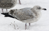 3cy argenteus in January, ringed in the Netherlands. (68274 bytes)