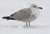 3cy argenteus in January, ringed in the Netherlands. (68274 bytes)