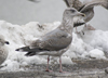 3cy argenteus in January, ringed in the Netherlands. (68274 bytes)