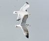 3cy argenteus in January, ringed in the Netherlands. (68274 bytes)