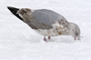 3cy argenteus in January, ringed in the Netherlands. (68274 bytes)