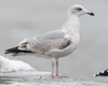 3cy argenteus in January, ringed in the Netherlands. (68274 bytes)