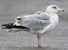 3cy argenteus in January, ringed in the Netherlands. (68274 bytes)