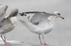 3cy argenteus in January, ringed in the Netherlands. (68274 bytes)
