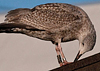 1cy argentatus in August. (62968 bytes)
