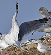 Herring Gull