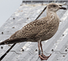 1cy argentatus in August, ringed in Sweden. (67561 bytes)