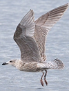 1cy argentatus in August, ringed in Sweden. (67561 bytes)