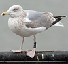 Herring Gull