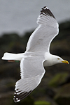 Herring Gull
