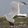 Herring Gull