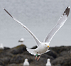 Herring Gull