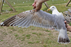 Herring Gull