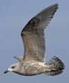2cy argenteus in April. (101894 bytes)