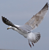 3cy argentatus in January. (80207 bytes)