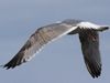 3cy argentatus in January. (80207 bytes)