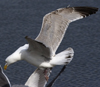 3cy argentatus in January. (80207 bytes)