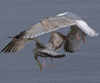 3cy argentatus in January. (80207 bytes)