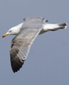 3cy argentatus in January. (80207 bytes)