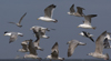 3cy argentatus in January. (80207 bytes)