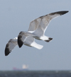 3cy argentatus in January. (80207 bytes)
