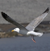 3cy argentatus in January. (80207 bytes)