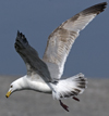3cy argentatus in January. (80207 bytes)