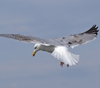 3cy argentatus in January. (80207 bytes)