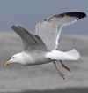 3cy argentatus in January. (80207 bytes)