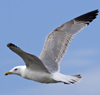 3cy argentatus in January. (80207 bytes)