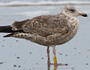 adult argentatus in November, ringed in Denmark. (56984 bytes)