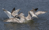 2cy argenteus in April, ringed in Belgium. (101497 bytes)