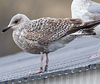 1cy argentatus in August, ringed in Sweden. (67561 bytes)