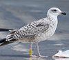 2cy argentatus in October, ringed in Norway. (118370 bytes)