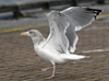 3cy argentatus in January. (80207 bytes)