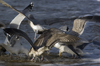 3cy argentatus in January. (80207 bytes)