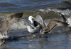 3cy argentatus in January. (80207 bytes)