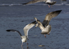 3cy argentatus in January. (80207 bytes)