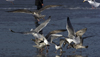 3cy argentatus in January. (80207 bytes)