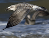 3cy argentatus in January. (80207 bytes)