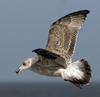 3cy argentatus in January. (80207 bytes)