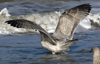 3cy argentatus in January. (80207 bytes)