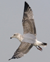 3cy argentatus in January. (80207 bytes)