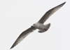 3cy argentatus in January. (80207 bytes)