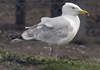 3cy argentatus in January. (80207 bytes)
