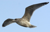 3cy argentatus in January. (80207 bytes)