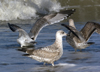 3cy argentatus in January. (80207 bytes)